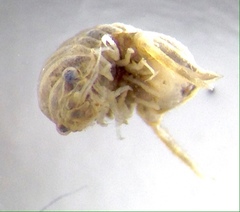 Cymodetta gracilipes