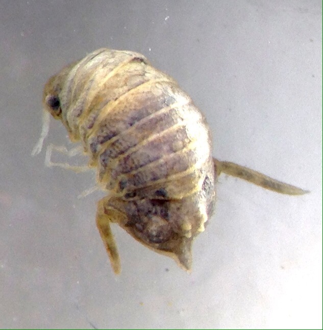 Cymodetta