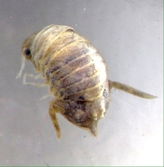 Cymodetta gracilipes