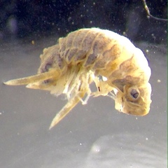 Cymodetta gracilipes