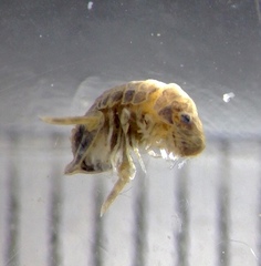 Cymodetta gracilipes