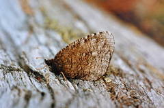 Erebia discoidalis