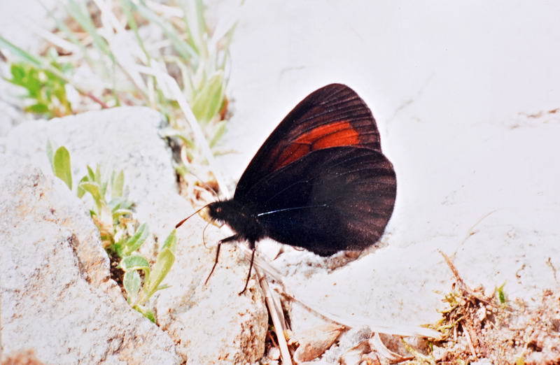 Erebia erinnyn