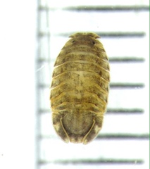 Syncassidina aestuaria