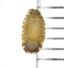 Syncassidina aestuaria