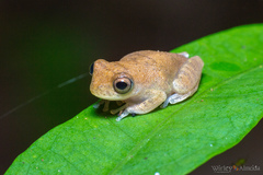 Dendropsophus