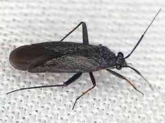 Orthocephalus saltator