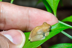 Dendropsophus