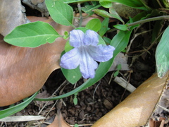 Ruellia prostrata