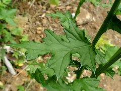 Cirsium mexicanum