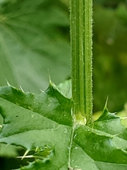 Cirsium mexicanum