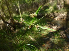 Cyperus gymnocaulos