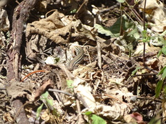 Aspidoscelis gularis