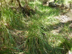 Cyperus gymnocaulos