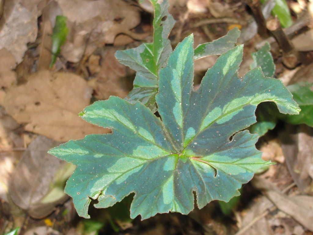 Begonia pachypoda
