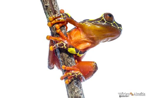 Clown Tree Frog | Native Nature