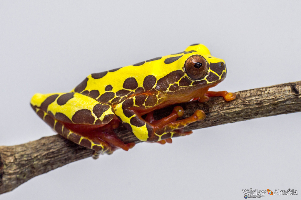 Rainette à tête de clown (Dendropsophus leucophyllatus)