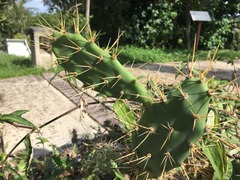 Opuntia triacanthos