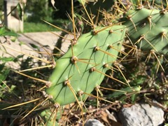 Opuntia triacanthos