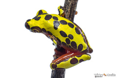 Dendropsophus leucophyllatus