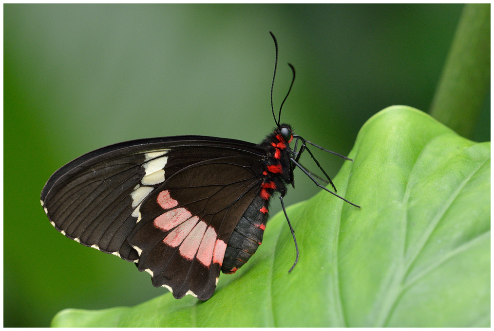 Iphidamas Cattleheart