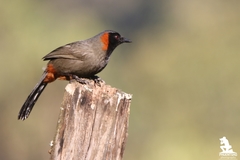 Pterorhinus ruficollis