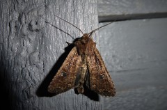 Ichneutica morosa