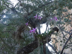 Laelia anceps