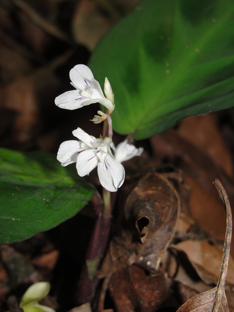 Maranta cristata
