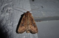 Ichneutica morosa