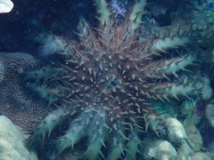 Acanthaster planci