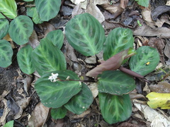 Maranta cristata