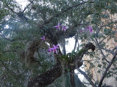 Laelia anceps