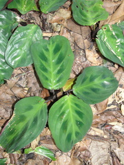 Maranta cristata