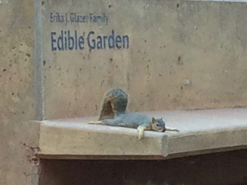 Eastern Fox Squirrel photographed in California