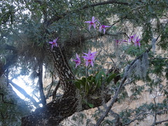 Laelia anceps