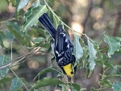 Machlolophus spilonotus