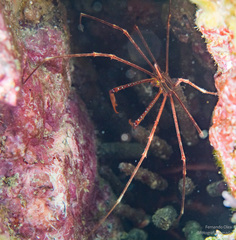 Stenorhynchus debilis