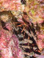 Stenorhynchus debilis