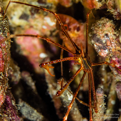 Stenorhynchus debilis