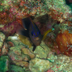 Stegastes rectifraenum