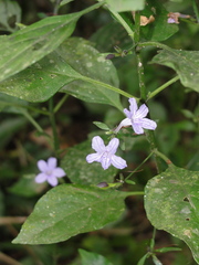 Ruellia solitaria