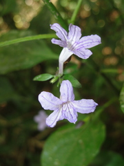 Ruellia solitaria