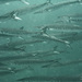 Mexican Barracuda - Photo (c) Fernando Olea, some rights reserved (CC BY-NC), uploaded by Fernando Olea