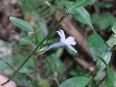 Ruellia solitaria
