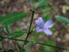 Ruellia solitaria