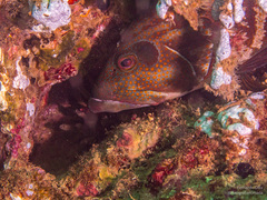 Cephalopholis panamensis