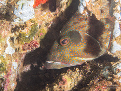 Cephalopholis panamensis