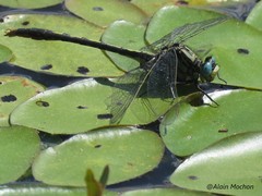 Arigomphus cornutus