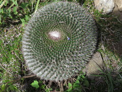 Mammillaria mystax
